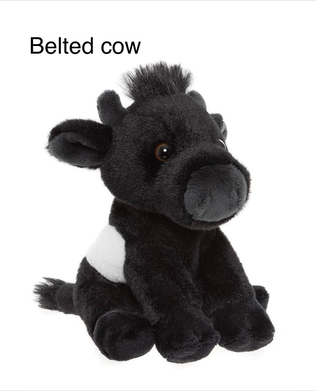 Belted cow