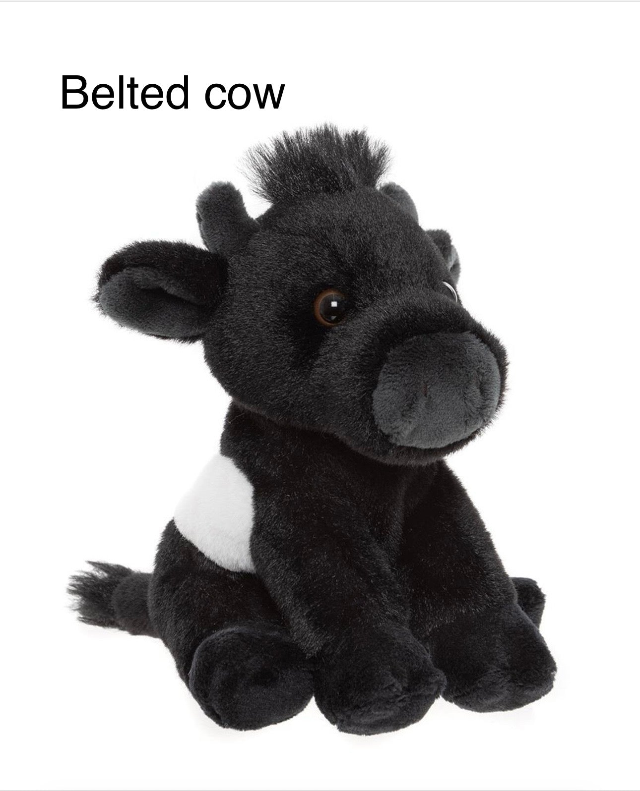 Belted cow