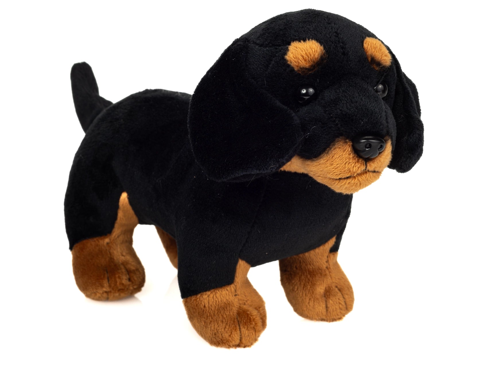 Miniature Dachshund black and tan