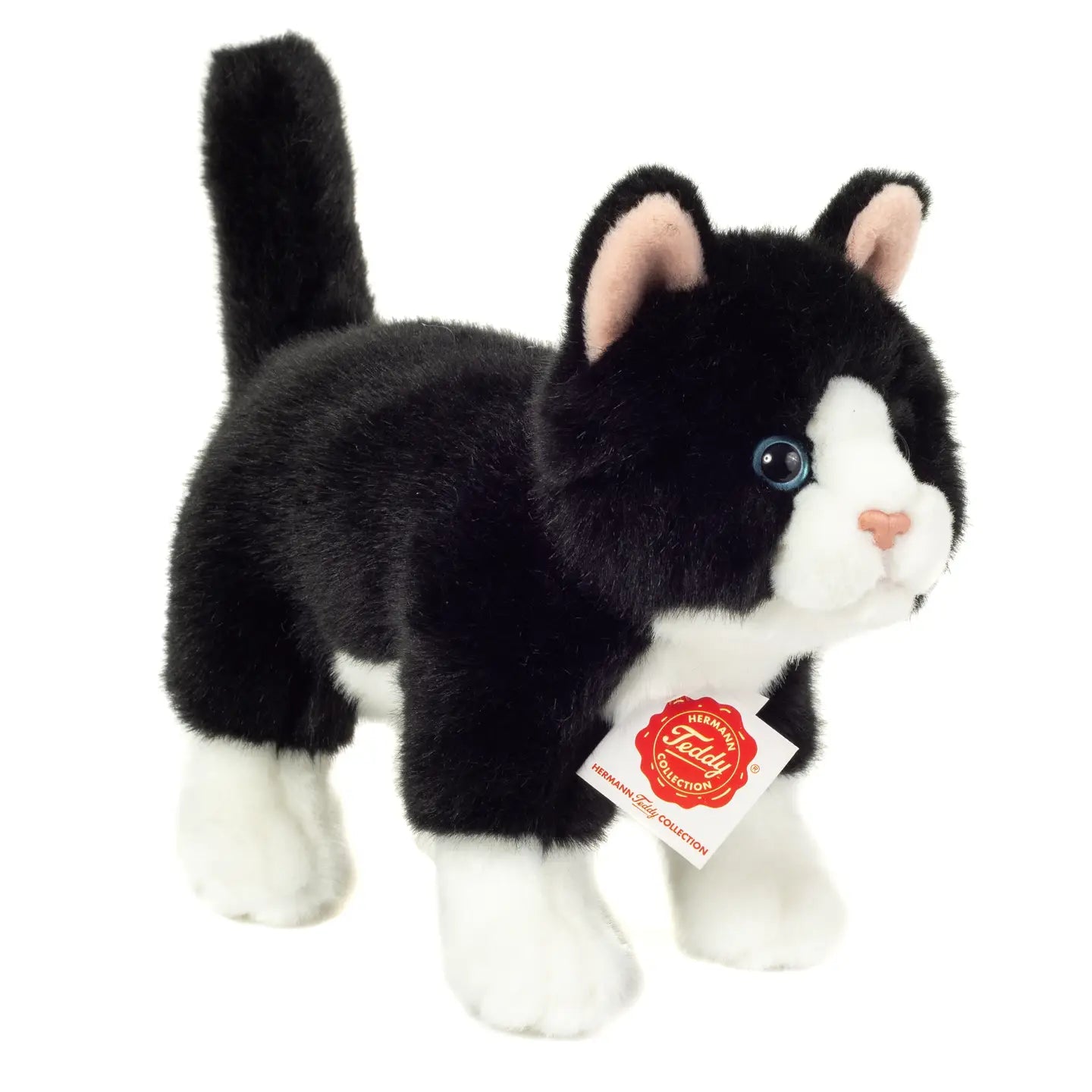 Black and White standing cat