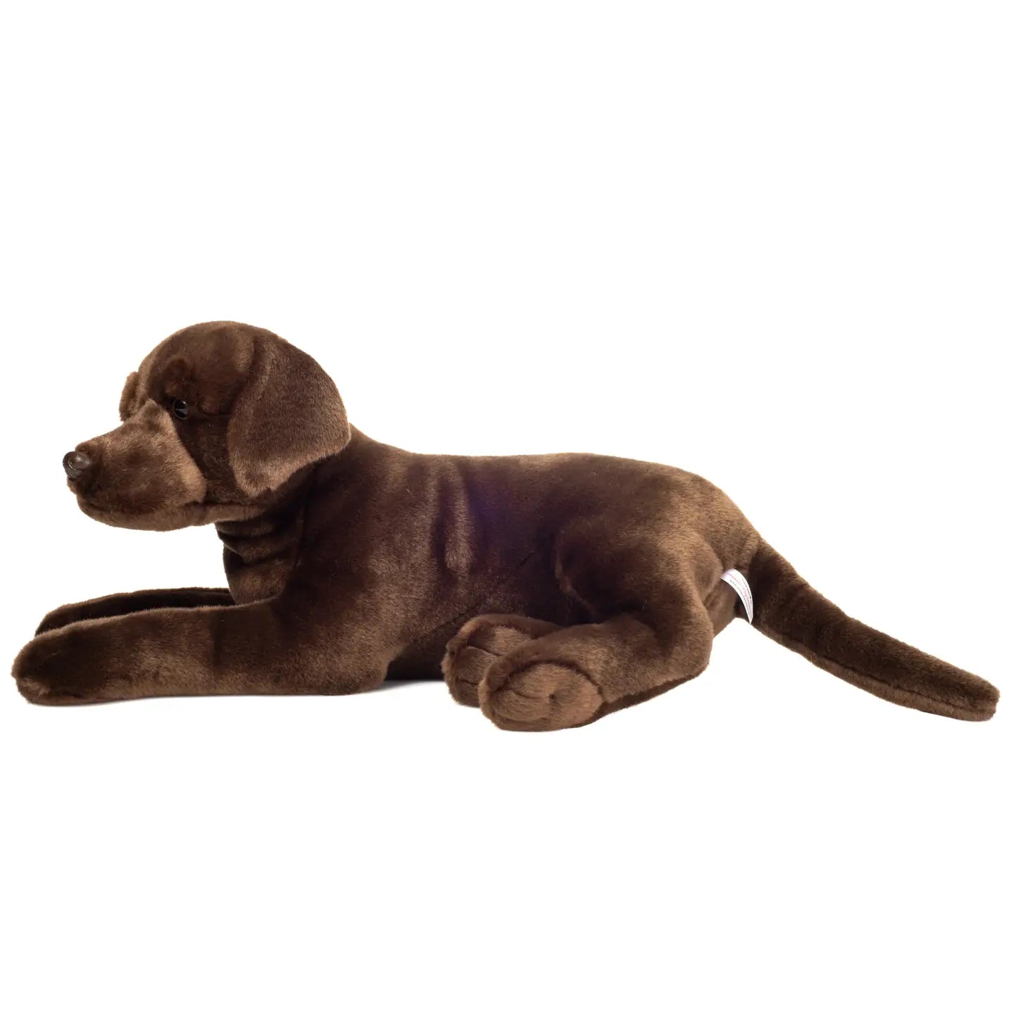 Chocolate Labrador