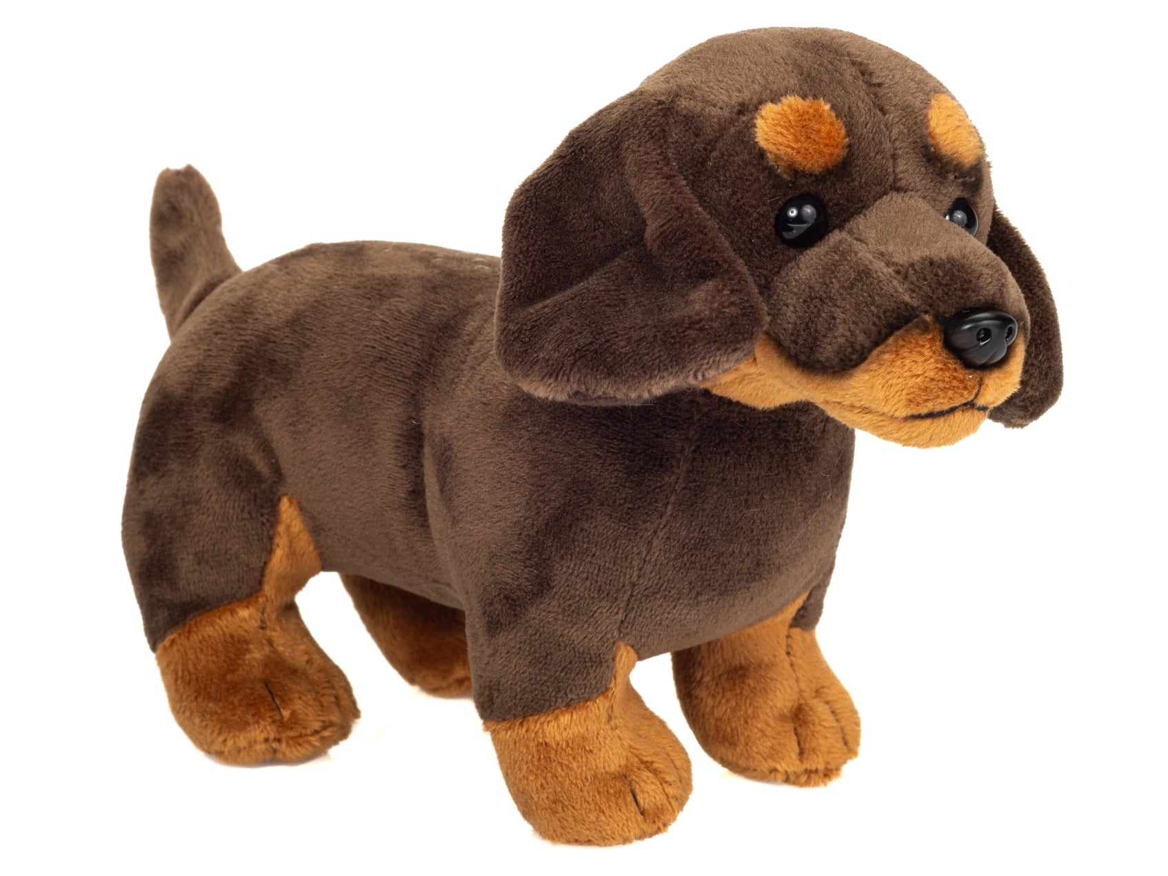Miniature Dachshund chocolate and tan