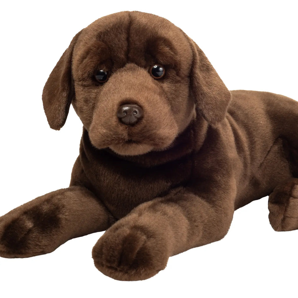 Chocolate Labrador