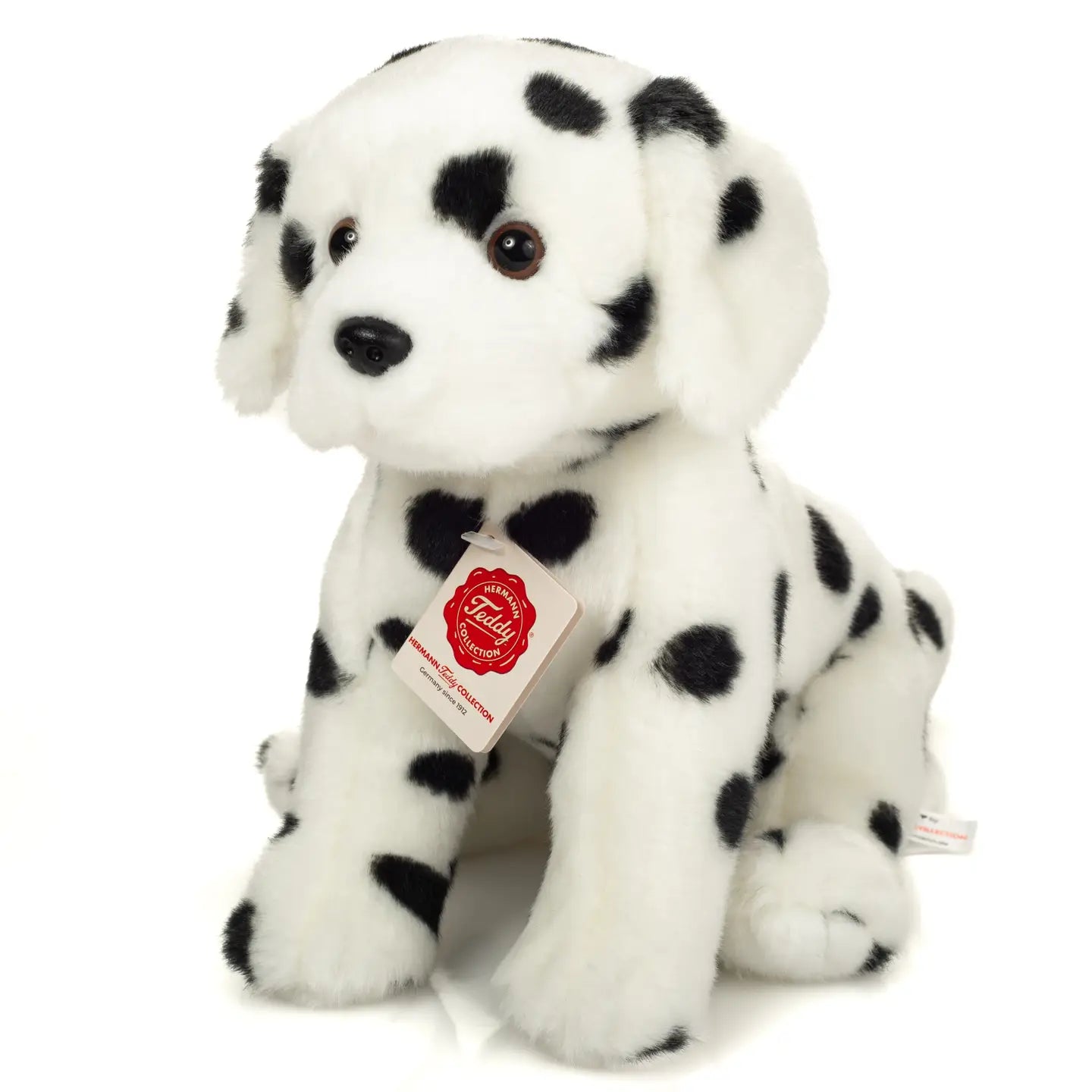 Sitting Dalmation