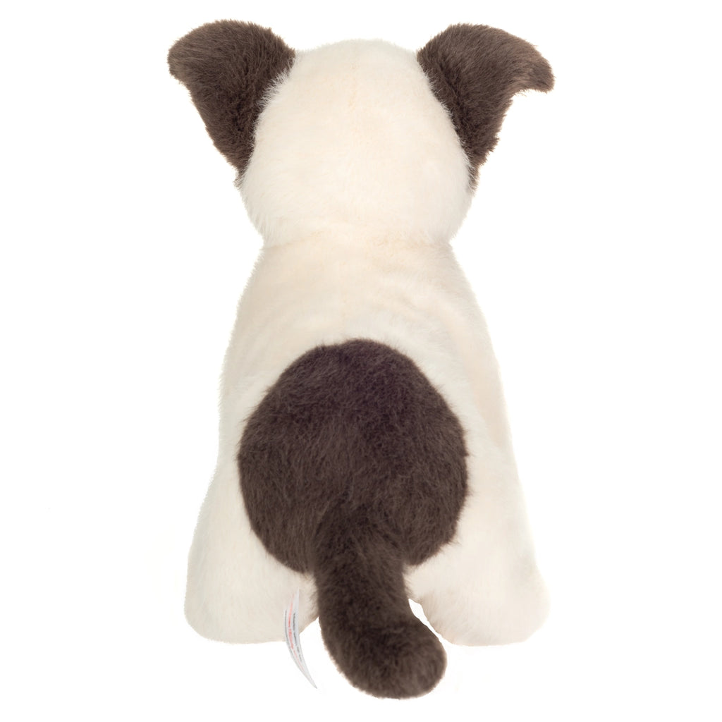 jack russel puppy